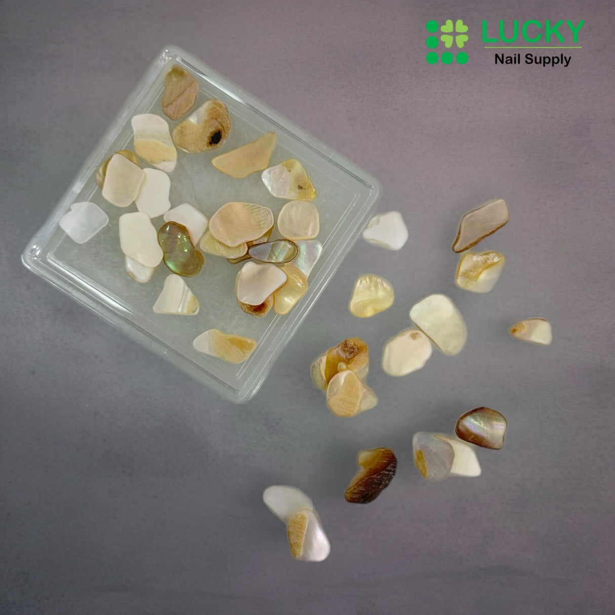 NAIL CHARM | SHELL FRAGMENT