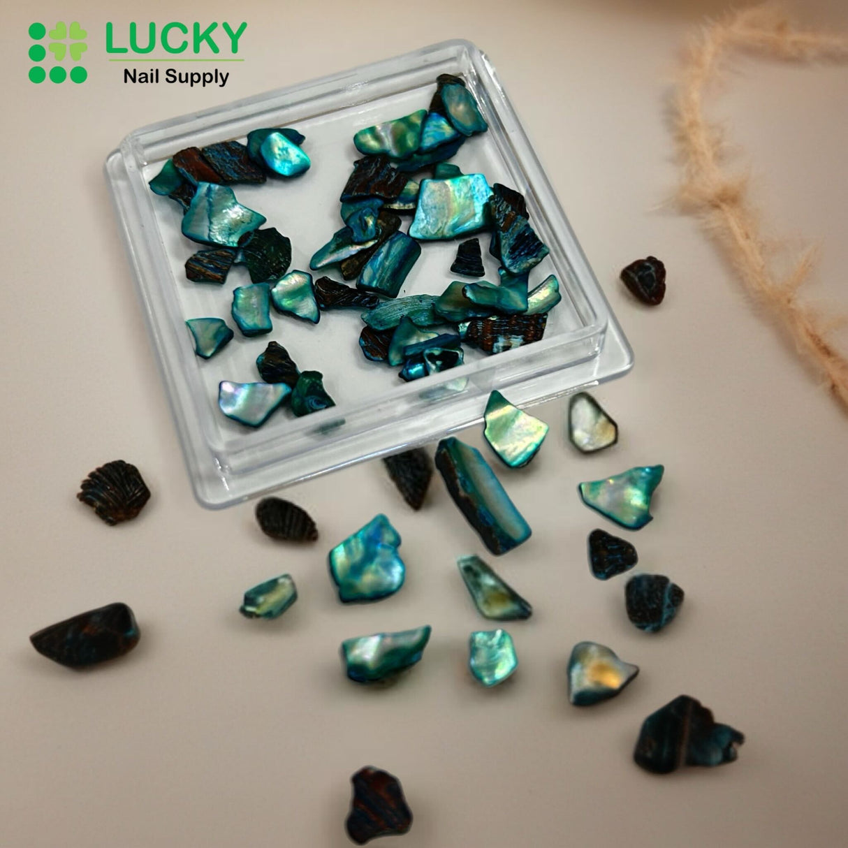 NAIL CHARM | SHELL FRAGMENT